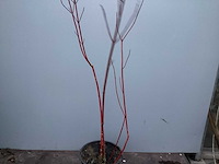Assortiment haagplanten en struiken - krenten - crosnus rood & geel - cariopteris - vlinderstruiken (x40) - afbeelding 11 van  13