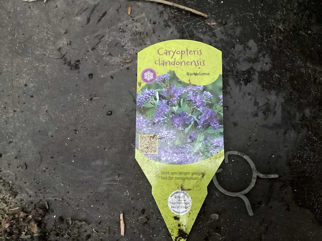 Assortiment haagplanten en struiken - krenten - crosnus rood & geel - cariopteris - vlinderstruiken (x40) - afbeelding 5 van  7