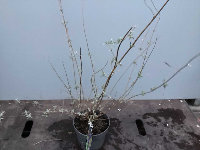 Assortiment haagplanten en struiken - krenten - crosnus rood & geel - cariopteris - vlinderstruiken (x40) - afbeelding 7 van  7