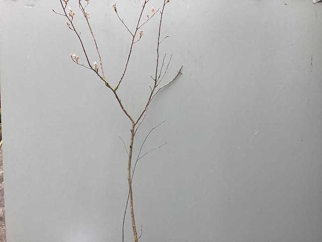 Assortiment haagplanten en struiken - krenten - crosnus rood & geel - cariopteris - vlinderstruiken (x40) - afbeelding 1 van  13