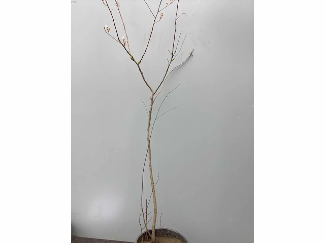 Assortiment haagplanten en struiken - krenten - crosnus rood & geel - cariopteris - vlinderstruiken (x40) - afbeelding 6 van  13