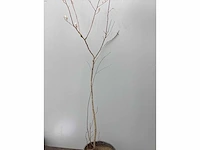 Assortiment haagplanten en struiken - krenten - crosnus rood & geel - cariopteris - vlinderstruiken (x40) - afbeelding 6 van  13