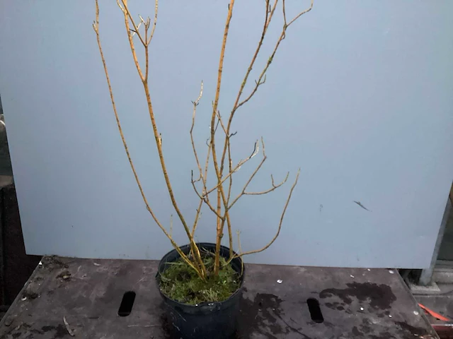 Assortiment haagplanten en struiken - krenten - crosnus rood & geel - cariopteris - vlinderstruiken (x40) - afbeelding 8 van  13