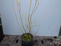 Assortiment haagplanten en struiken - krenten - crosnus rood & geel - cariopteris - vlinderstruiken (x40) - afbeelding 8 van  13