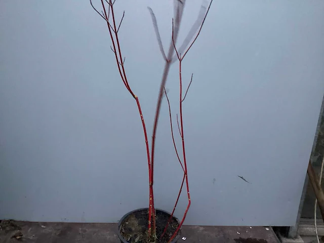 Assortiment haagplanten en struiken - krenten - crosnus rood & geel - cariopteris - vlinderstruiken (x40) - afbeelding 9 van  13