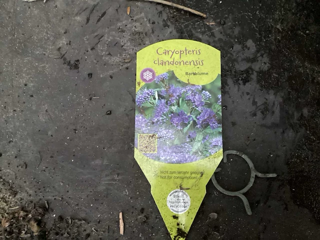 Assortiment haagplanten en struiken - krenten - crosnus rood & geel - cariopteris - vlinderstruiken (x40) - afbeelding 10 van  13