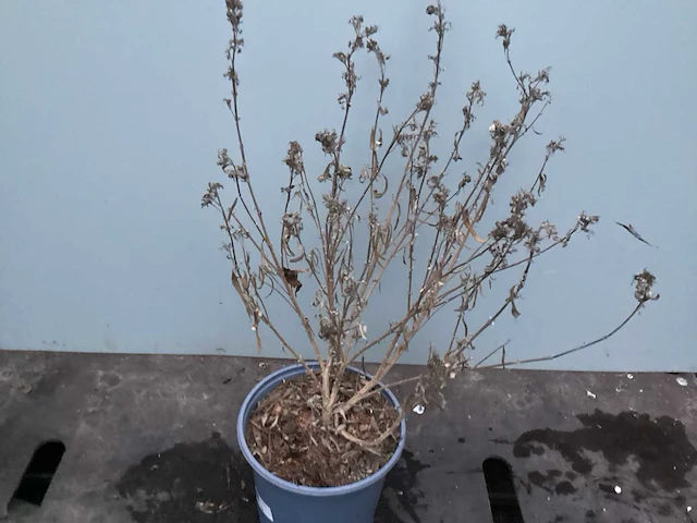 Assortiment haagplanten en struiken - krenten - crosnus rood & geel - cariopteris - vlinderstruiken (x40) - afbeelding 11 van  13