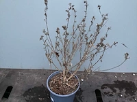 Assortiment haagplanten en struiken - krenten - crosnus rood & geel - cariopteris - vlinderstruiken (x40) - afbeelding 11 van  13