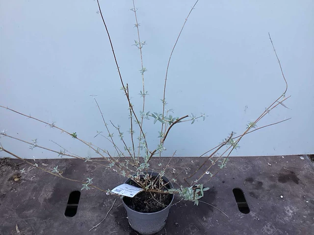 Assortiment haagplanten en struiken - krenten - crosnus rood & geel - cariopteris - vlinderstruiken (x40) - afbeelding 13 van  13