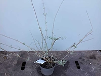 Assortiment haagplanten en struiken - krenten - crosnus rood & geel - cariopteris - vlinderstruiken (x40) - afbeelding 13 van  13