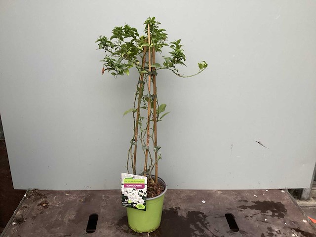 Assortiment klimplanten - klimrozen - jasmijn - passiflora (30) - afbeelding 4 van  6