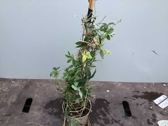 Assortiment klimplanten - klimrozen - jasmijn - passiflora (30) - afbeelding 5 van  6