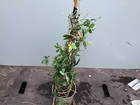 Assortiment klimplanten - klimrozen - jasmijn - passiflora (30) - afbeelding 5 van  6