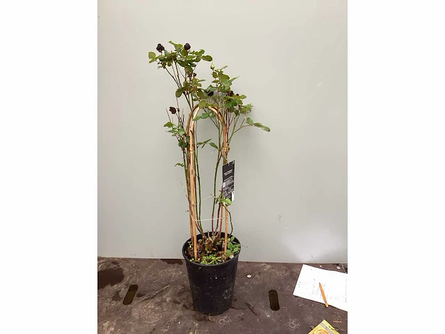 Assortiment klimplanten - klimrozen - jasmijn - passiflora (30) - afbeelding 2 van  6