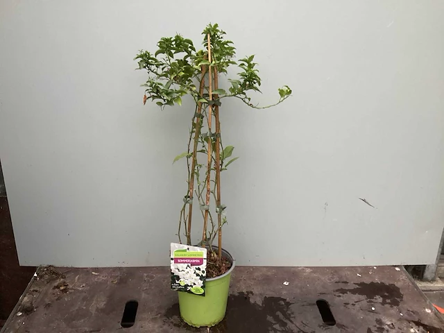 Assortiment klimplanten - klimrozen - jasmijn - passiflora (30) - afbeelding 4 van  6