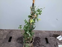 Assortiment klimplanten - klimrozen - jasmijn - passiflora (30) - afbeelding 5 van  6