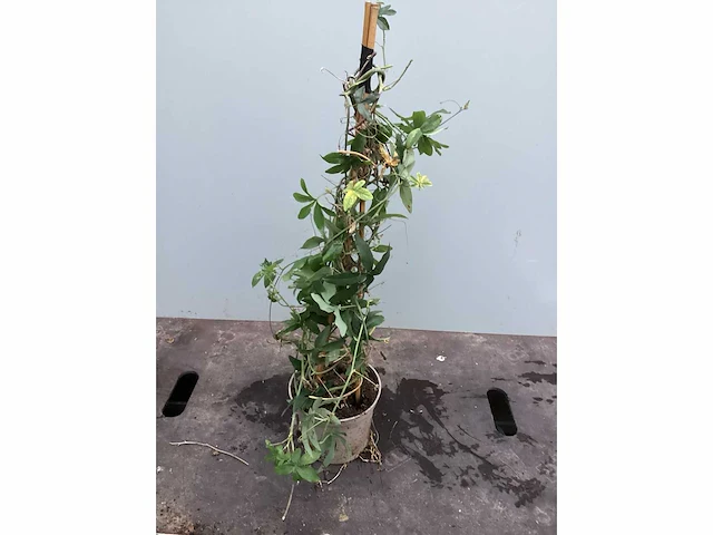 Assortiment klimplanten - klimrozen - jasmijn - passiflora (30) - afbeelding 6 van  6