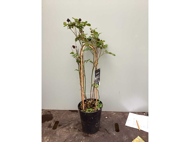 Assortiment klimplanten - klimrozen - jasmijn - passiflora (x40) - afbeelding 2 van  6