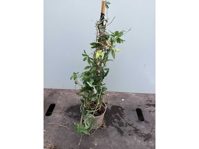 Assortiment klimplanten - klimrozen - jasmijn - passiflora (x40) - afbeelding 6 van  6