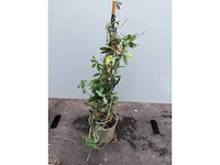 Assortiment klimplanten - klimrozen - jasmijn - passiflora (x40) - afbeelding 6 van  6