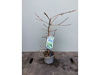 Assortiment klimplanten - klimrozen - klimhortensia - jasmijn - passiflora (x40) - afbeelding 4 van  8