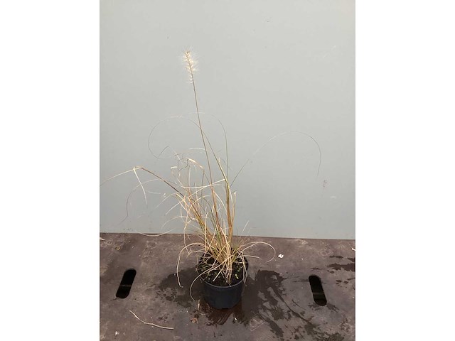 Assortiment siergrassen - pampa's - pennesetum hamelen - carex - liriope (x200) - afbeelding 4 van  6