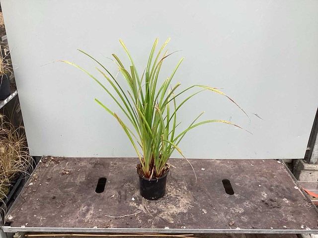 Assortiment siergrassen - pampa's - pennesetum hamelen - carex - liriope (x200) - afbeelding 5 van  6
