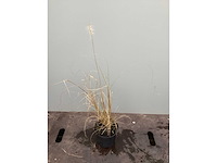 Assortiment siergrassen - pampa's - pennesetum hamelen - carex - liriope (x200) - afbeelding 3 van  5