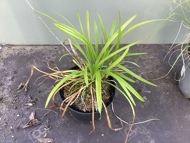 Assortiment siergrassen - pampa's - pennesetum hamelen - carex - liriope (x200) - afbeelding 6 van  6