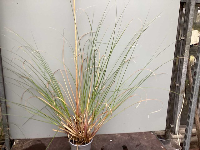 Assortiment siergrassen - pampa's - pennesetum hamelen - carex - liriope (x200) - afbeelding 3 van  5