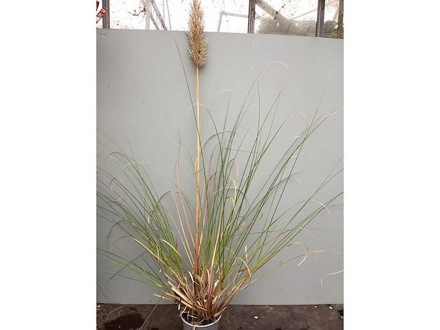 Assortiment siergrassen - pampa's - pennesetum hamelen - carex - liriope (x200) - afbeelding 1 van  5