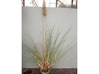 Assortiment siergrassen - pampa's - pennesetum hamelen - carex - liriope (x200) - afbeelding 1 van  5