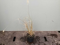 Assortiment siergrassen - pampa's - pennesetum hamelen - carex - liriope (x200) - afbeelding 4 van  5