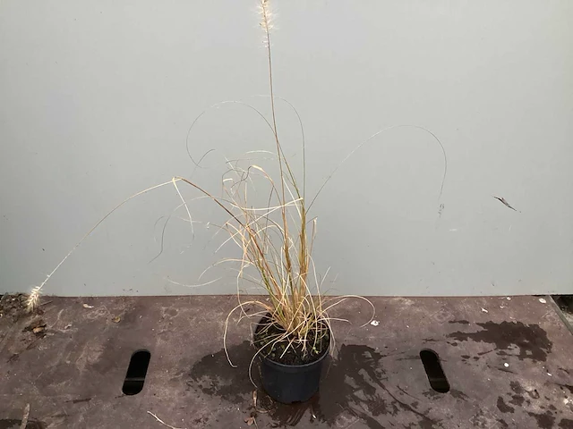 Assortiment siergrassen - pampa's - pennesetum hamelen - carex - liriope (x200) - afbeelding 3 van  6