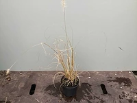 Assortiment siergrassen - pampa's - pennesetum hamelen - carex - liriope (x200) - afbeelding 3 van  6