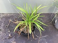 Assortiment siergrassen - pampa's - pennesetum hamelen - carex - liriope (x200) - afbeelding 6 van  6