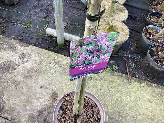 Assortiment sierstammen - acer - photiniastam - salix - syringen (x20) - afbeelding 2 van  4