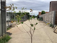 Assortiment sierstammen - acer - photiniastam - salix - syringen (x20) - afbeelding 4 van  4