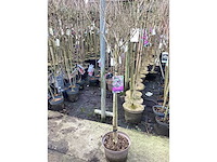 Assortiment sierstammen - acer - photiniastam - salix - syringen (x20) - afbeelding 5 van  6