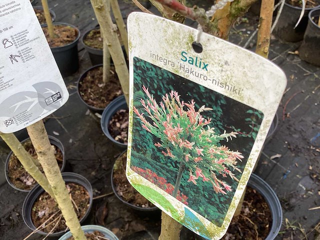 Assortiment sierstammen - acer - photiniastam - salix - syringen (x20) - afbeelding 6 van  6