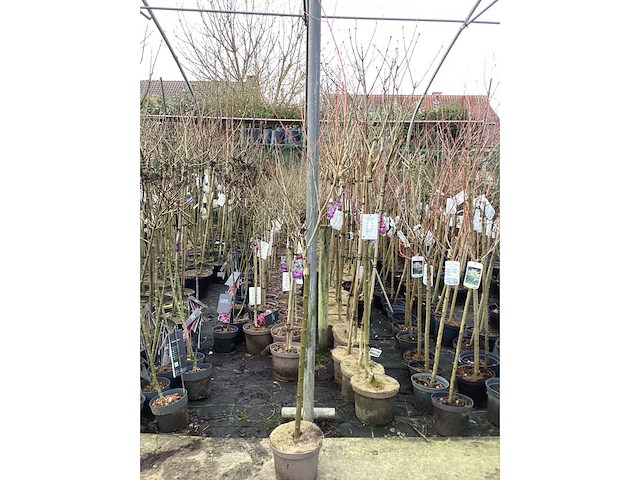 Assortiment sierstammen - acer - photiniastam - salix - syringen (x20) - afbeelding 1 van  6