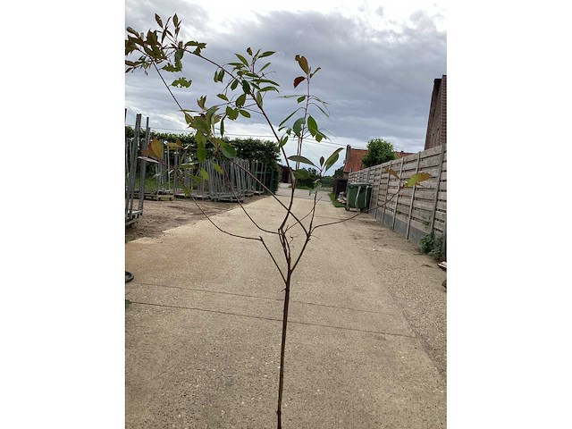 Assortiment sierstammen - acer - photiniastam - salix - syringen (x20) - afbeelding 2 van  6