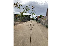 Assortiment sierstammen - acer - photiniastam - salix - syringen (x20) - afbeelding 2 van  6