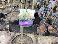 Assortiment sierstammen - acer - photiniastam - salix - syringen (x20)