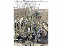Assortiment sierstammen - acer - photiniastam - salix - syringen (x20) - afbeelding 2 van  8