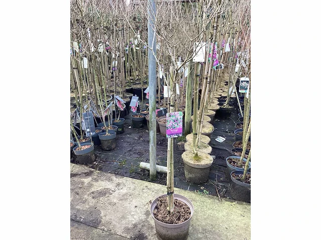 Assortiment sierstammen - acer - photiniastam - salix - syringen (x20) - afbeelding 4 van  8