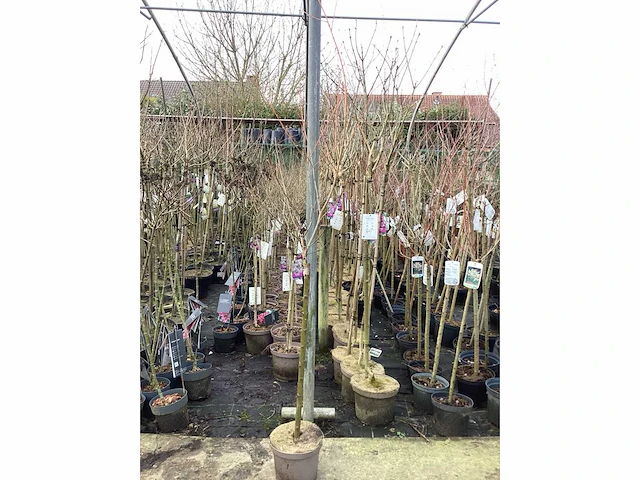 Assortiment sierstammen - acer - photiniastam - salix - syringen (x20) - afbeelding 6 van  8