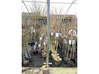 Assortiment sierstammen - acer - photiniastam - salix - syringen (x20) - afbeelding 6 van  8