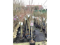 Assortiment sierstammen - acer - prunus kanzan - salix - syringen (x20) - afbeelding 4 van  8