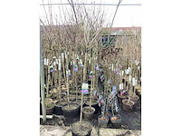 Assortiment sierstammen - acer - prunus kanzan - salix - syringen (x20) - afbeelding 2 van  8